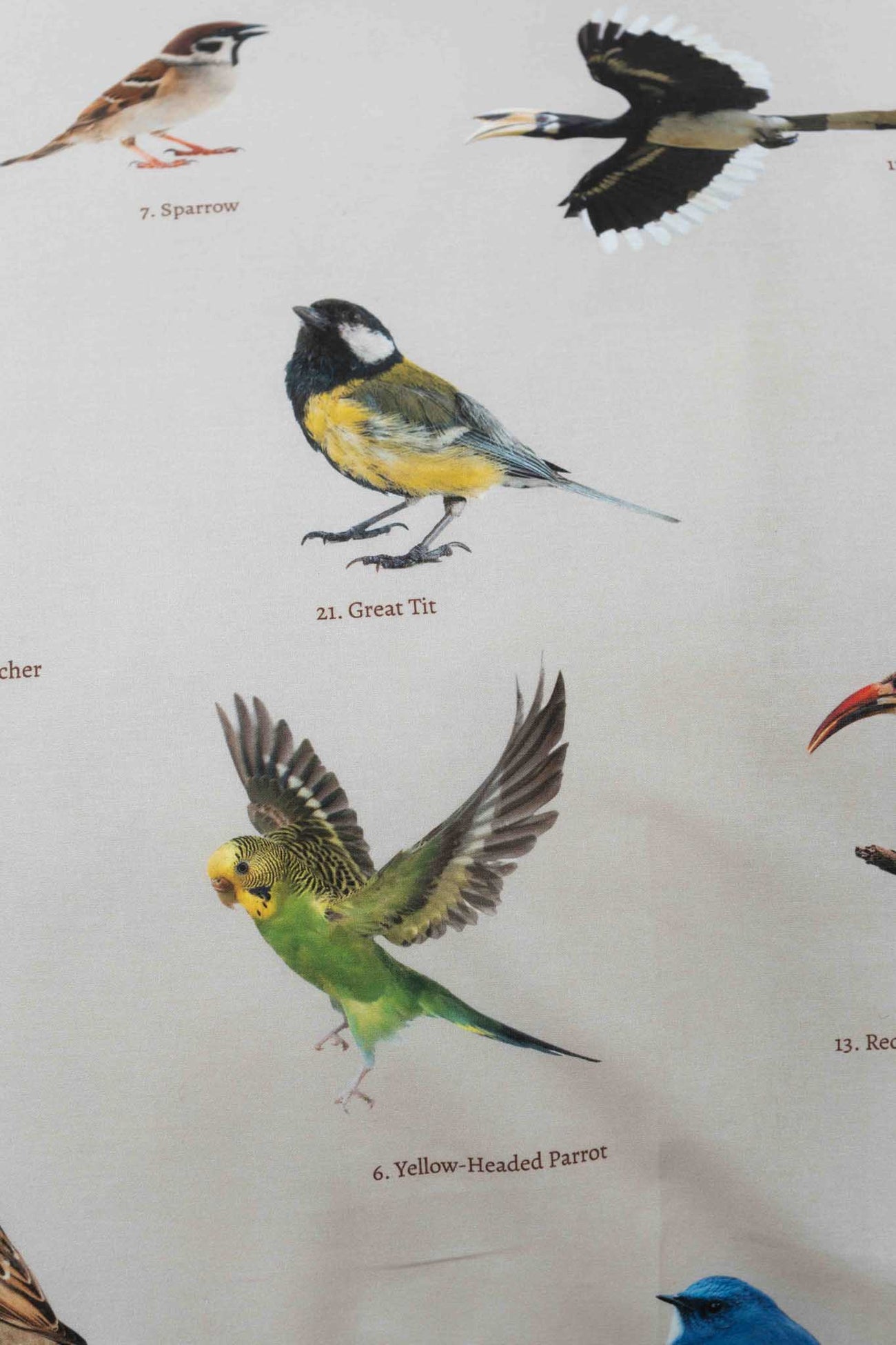 SNURK Bird Watching dekbedovertrek met afbeeldingen van een Grote Tit en Geelkopparkiet.